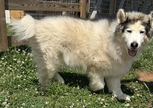 YETI - Alaskan Malamute available for adoption