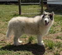 Yeti - Photo 4