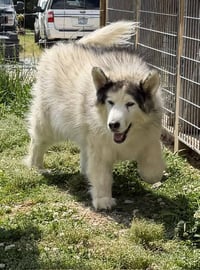 Yeti - Photo 5