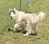 Yeti - Photo 6