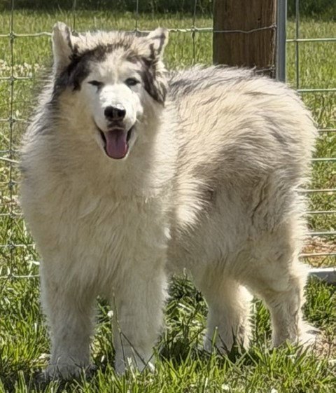 YETI