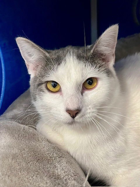 JENNIFER LOPEZ - Domestic Short Hair available for adoption