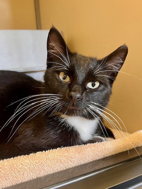 PABLO - Domestic Short Hair available for adoption