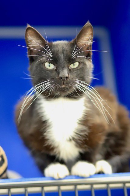 PABLO - Domestic Short Hair available for adoption