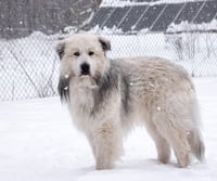 Romeo - Photo 1