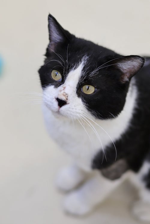 FRANK - Domestic Short Hair available for adoption