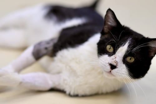 FRANK - Domestic Short Hair available for adoption