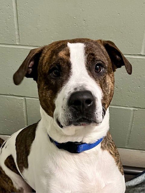 BAKIN - Pit Bull Terrier available for adoption