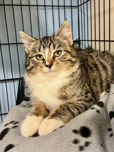 REAPER - Domestic Short Hair available for adoption