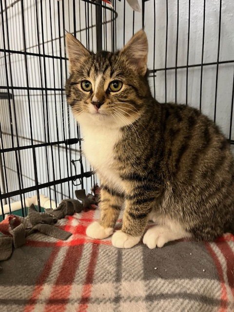 REAPER - Domestic Short Hair available for adoption