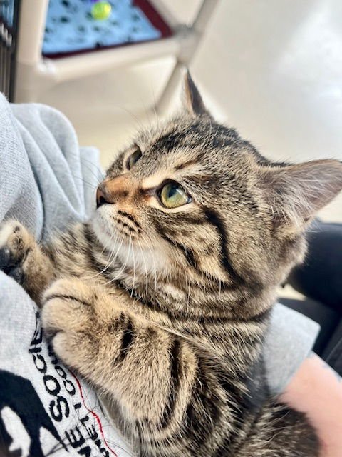 WASABI - Domestic Short Hair available for adoption