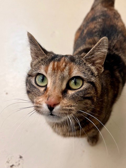 AURORA - Domestic Short Hair available for adoption