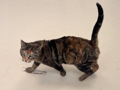 AURORA - Domestic Short Hair available for adoption