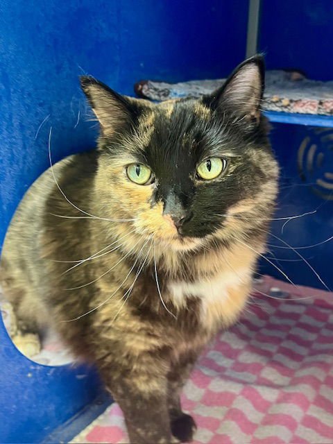 BONITA - Domestic Medium Hair available for adoption