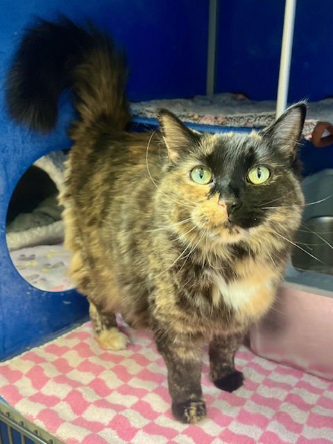 BONITA - Domestic Medium Hair available for adoption