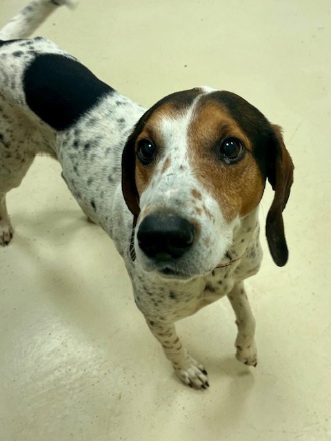 BARNEY - Hound available for adoption