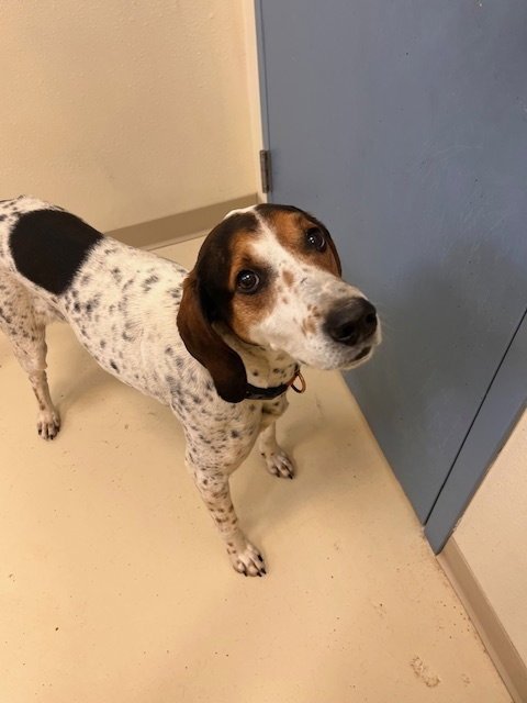BARNEY - Hound available for adoption