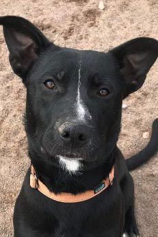 JASPER - Labrador Retriever / American Pit Bull Terrier available for adoption
