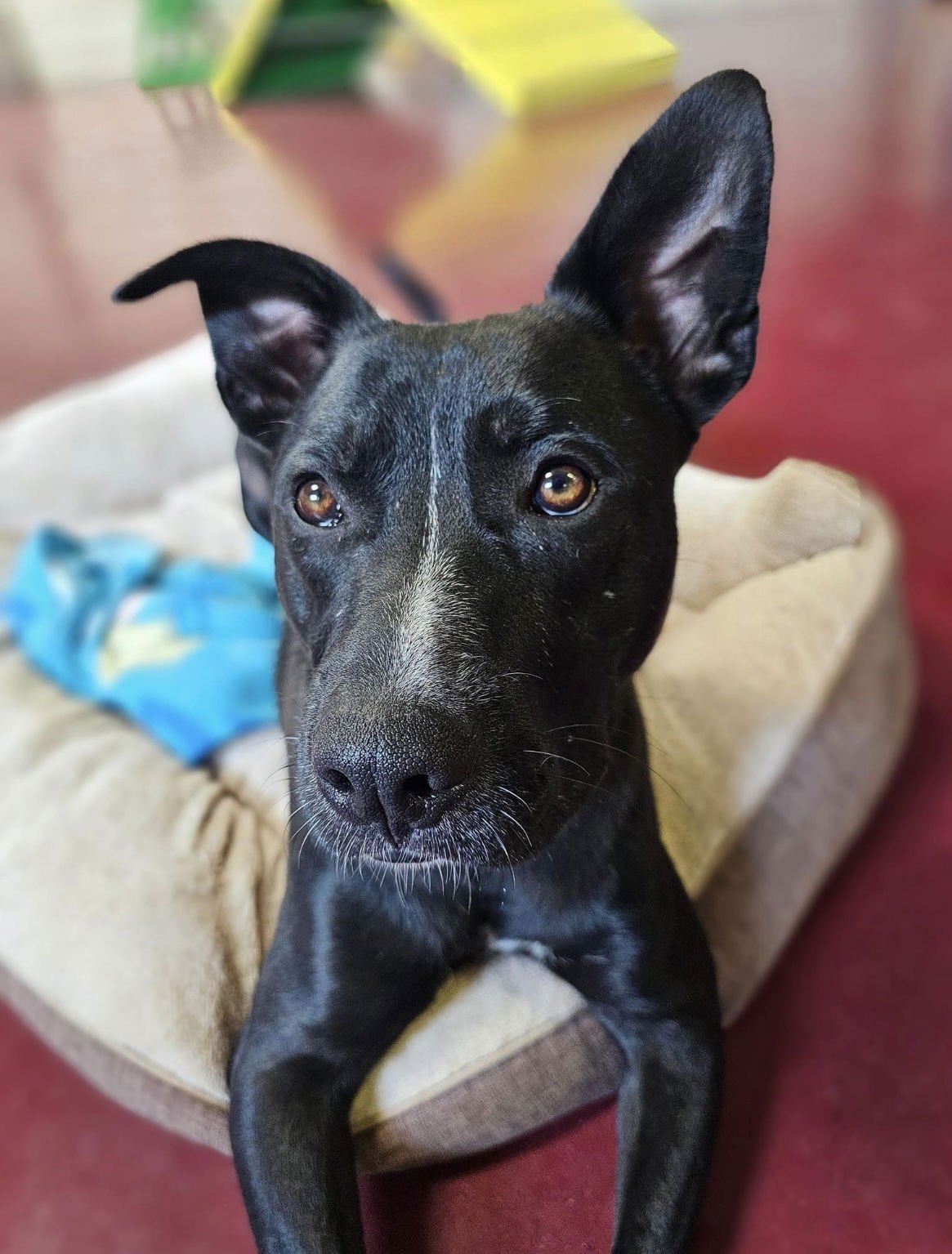 JASPER - Labrador Retriever / American Pit Bull Terrier available for adoption