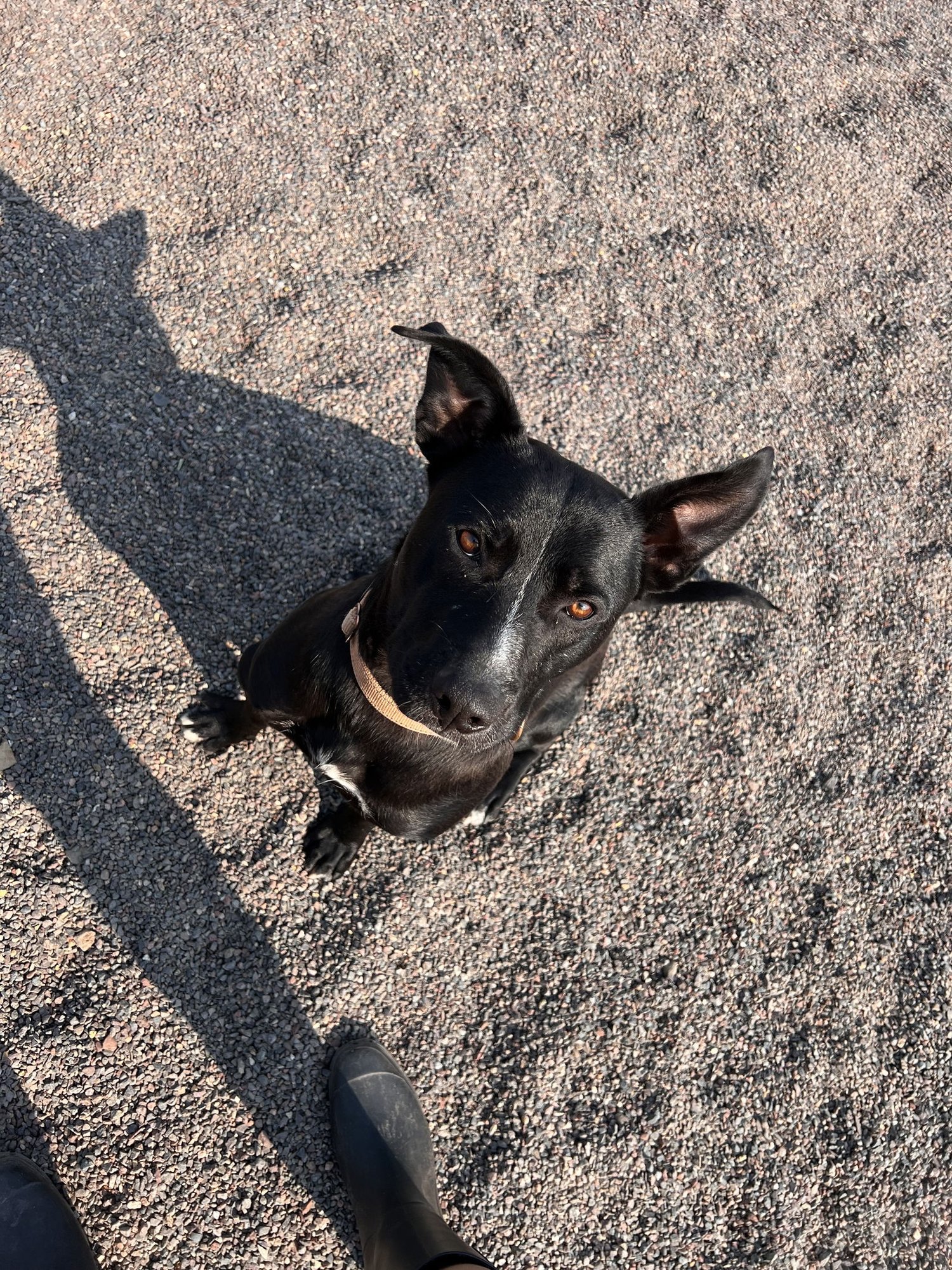 Jasper - Photo 3