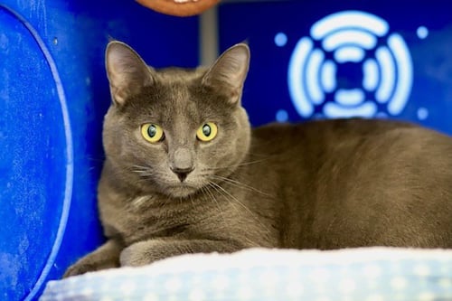 LINCOLN - Domestic Short Hair available for adoption