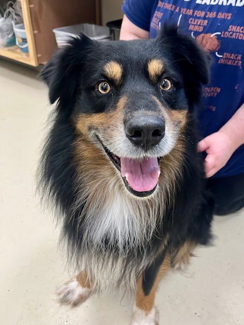 BRUTUS - Australian Shepherd available for adoption
