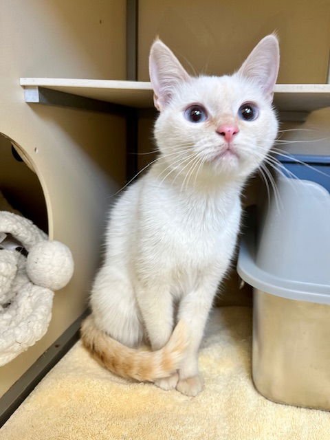 LOONEY - Domestic Short Hair available for adoption