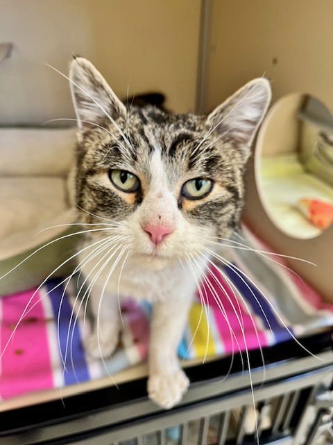 MR. MIYAGI - Domestic Short Hair available for adoption