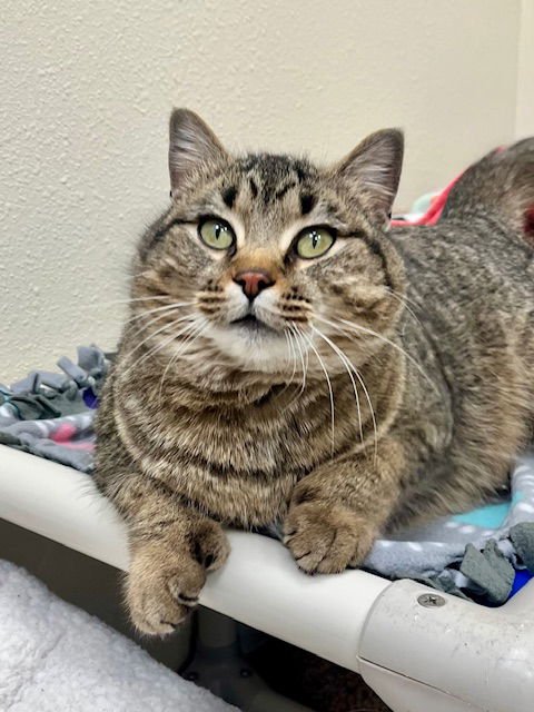 KIT KAT - Domestic Short Hair available for adoption