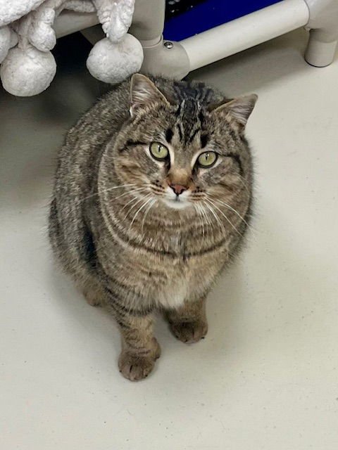 KIT KAT - Domestic Short Hair available for adoption