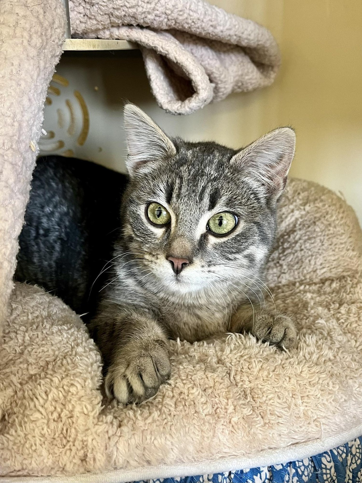 CHOMPER - Domestic Short Hair / Domestic Short Hair available for adoption