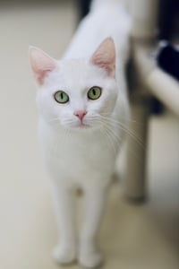 Vixie - Photo 1