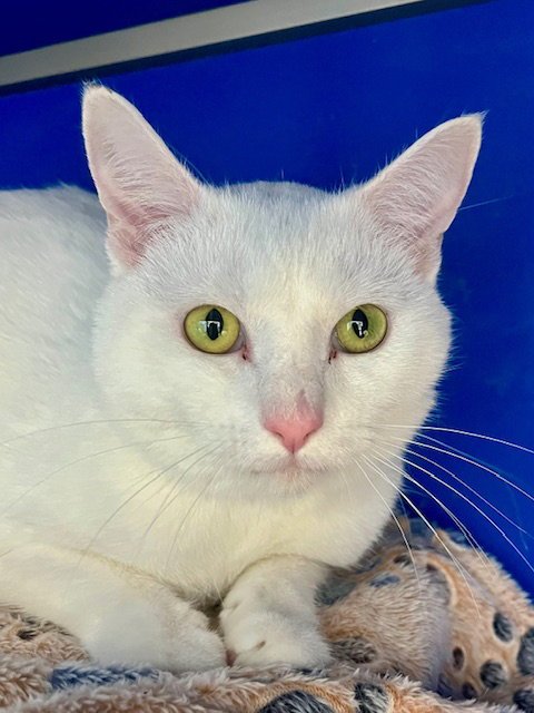 VIXIE - Domestic Short Hair available for adoption