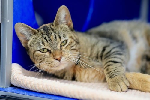 CONCHITA - Domestic Short Hair available for adoption