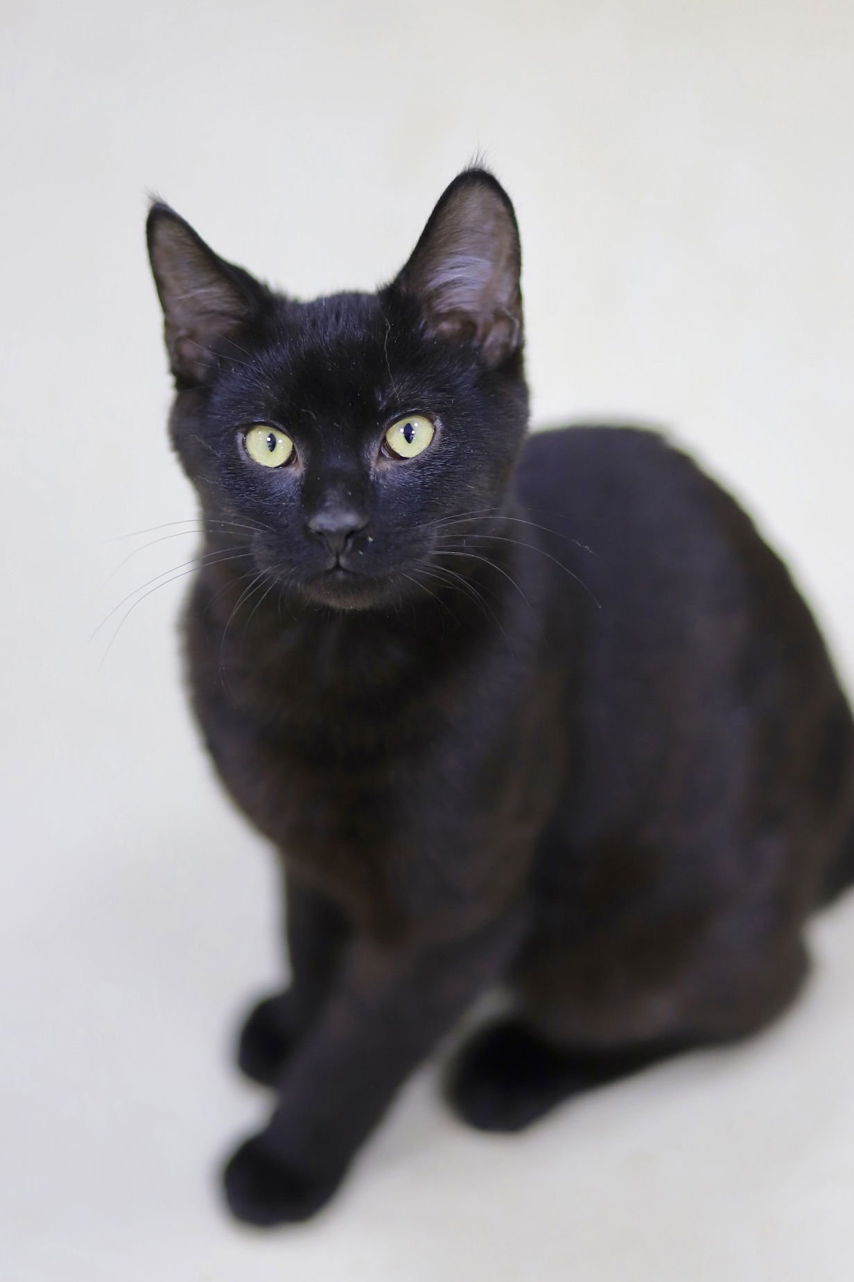 HADES - Domestic Short Hair available for adoption