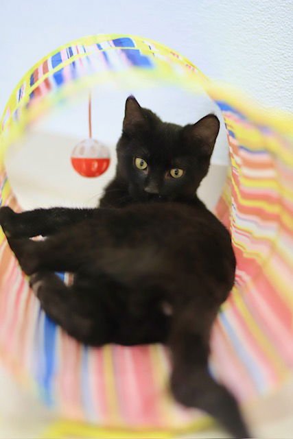 HADES - Domestic Short Hair available for adoption