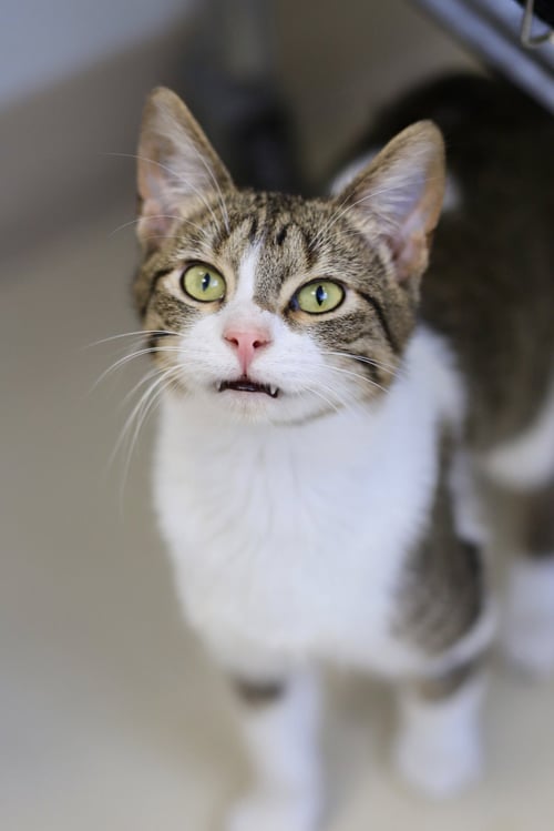 JUAN - Domestic Short Hair available for adoption