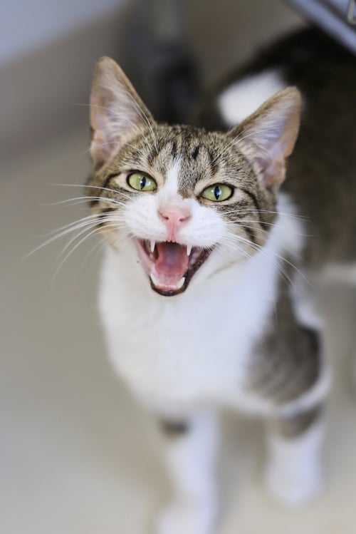 JUAN - Domestic Short Hair available for adoption