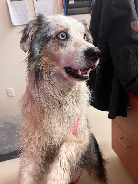 ATLAS - Australian Shepherd available for adoption