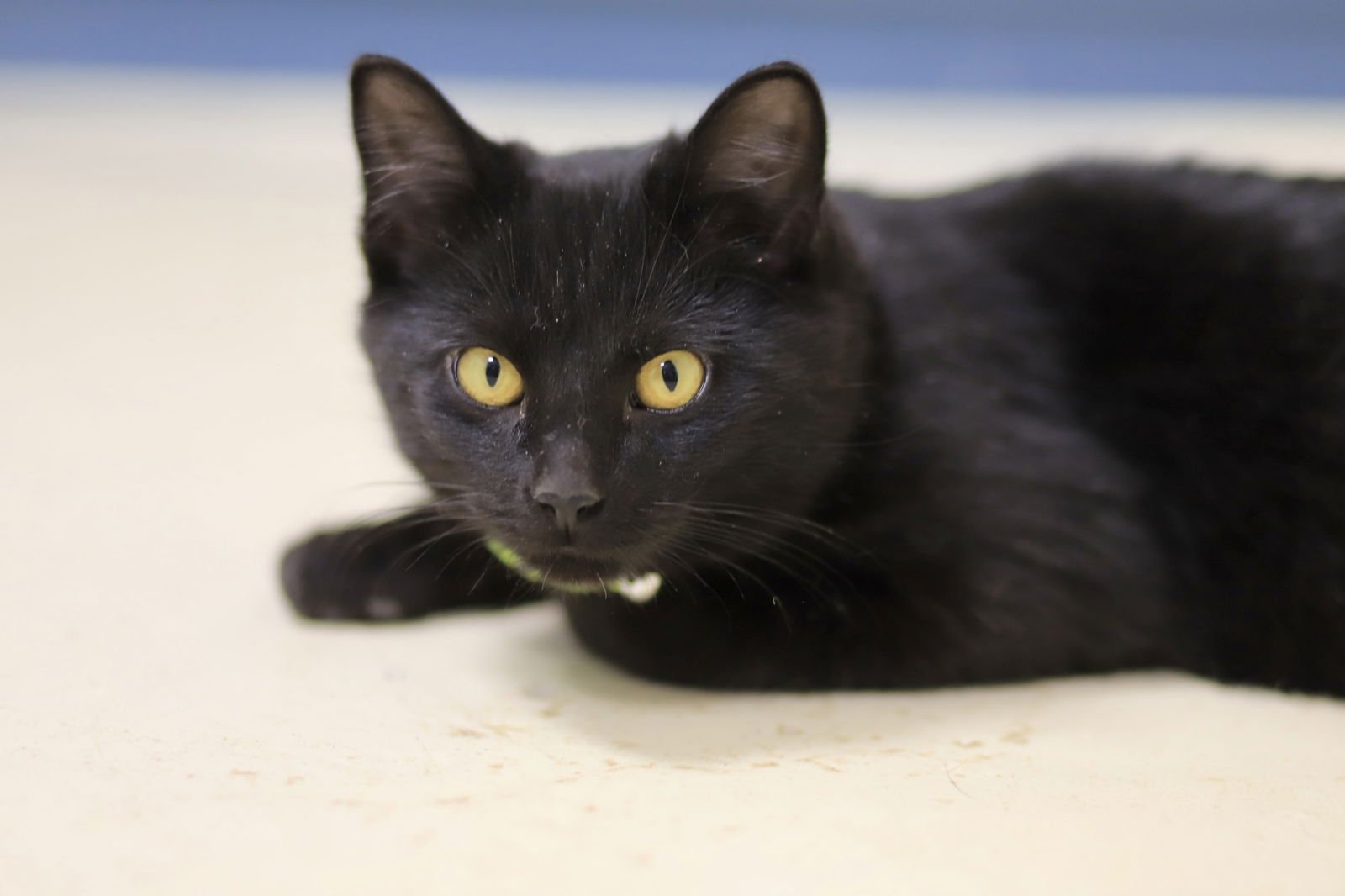 LEBRON - Domestic Short Hair available for adoption