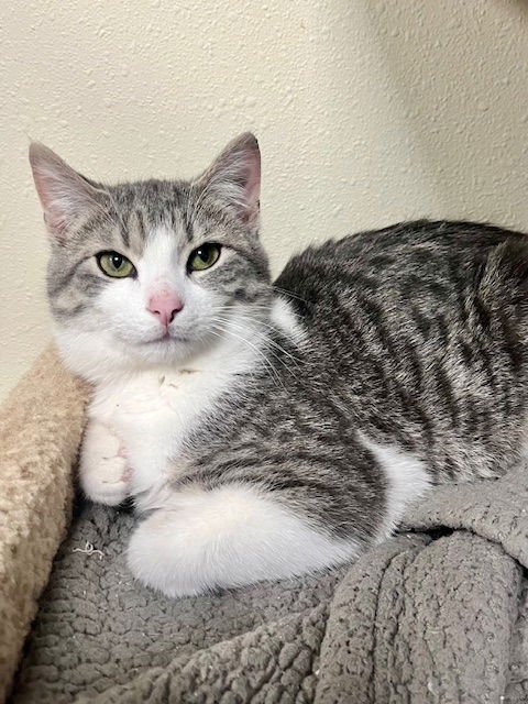 PRINCE ALI - Domestic Short Hair available for adoption