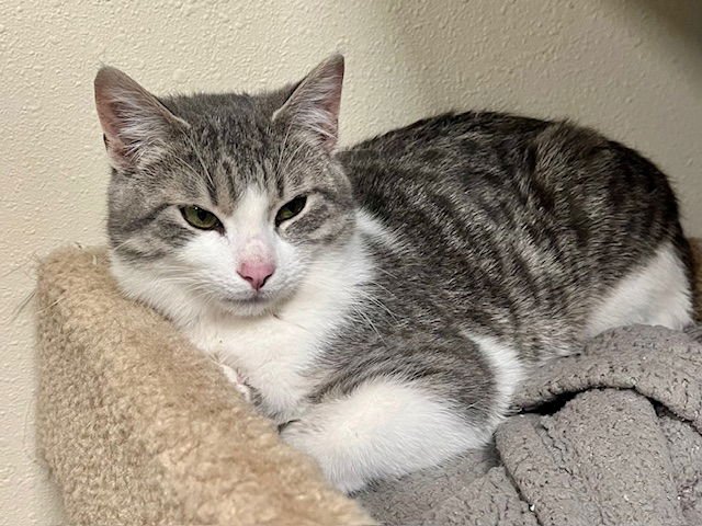 PRINCE ALI - Domestic Short Hair available for adoption