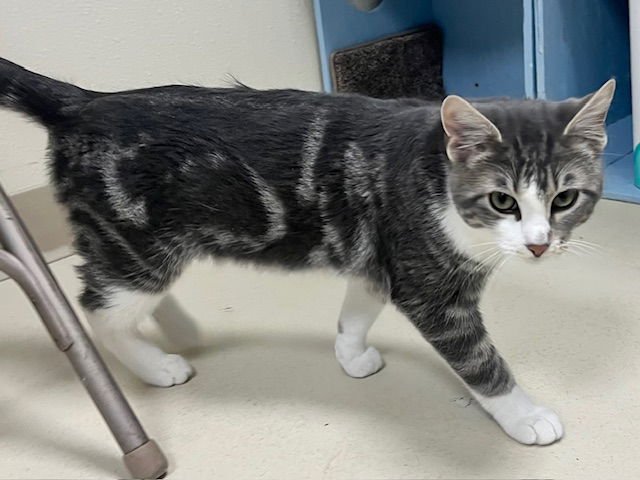 ABU - Domestic Short Hair available for adoption