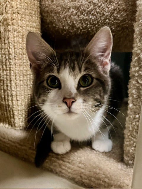 ABU - Domestic Short Hair available for adoption