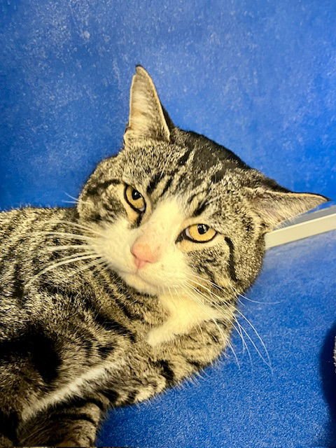 GRUMPY - Domestic Short Hair available for adoption