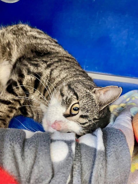 GRUMPY - Domestic Short Hair available for adoption