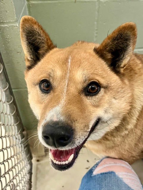 CORKY - Australian Cattle Dog/Blue Heeler / Shiba Inu available for adoption