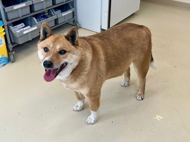 CORKY - Australian Cattle Dog/Blue Heeler / Shiba Inu available for adoption