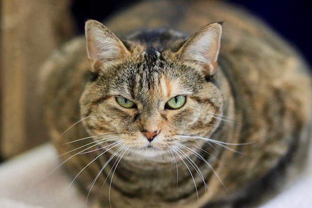 SPIDER - Domestic Short Hair available for adoption