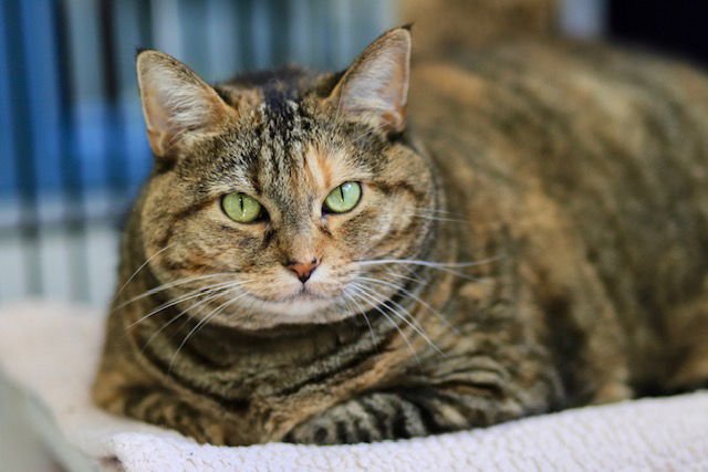 SPIDER - Domestic Short Hair available for adoption